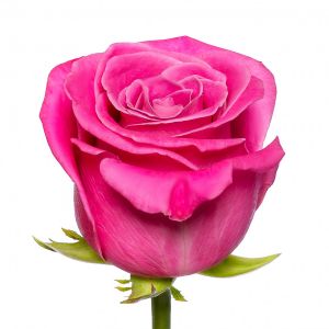 Роза Ярко-Розовая (60 см.)