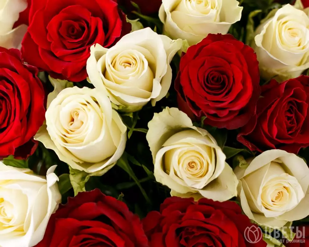 25 красных и белых роз Кения 35-40 см в упаковке №3