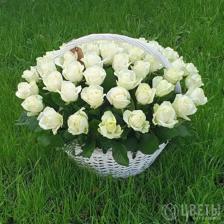 51 белой розы в корзине с зеленью №1