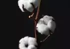 Хлопок Белый (1 цветок) small №1