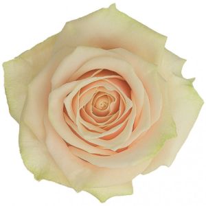 Роза Кремовая Кения 35-40 см