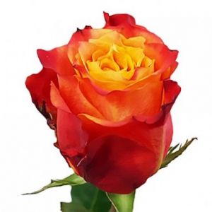 Роза Оранжевая (60 см.)