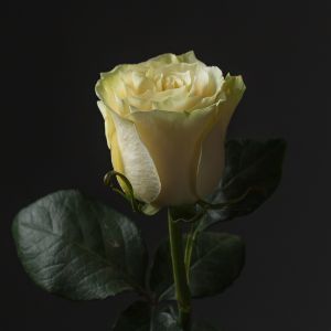 Роза Белая (70 см.)