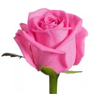 Розовая роза Кения 40 см