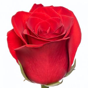 Роза Красная (70 см.)