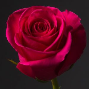 Роза Малиновая Кения 35-40 см