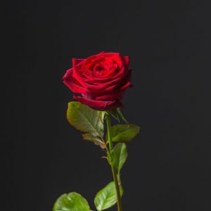 Красная роза Кения 40 см