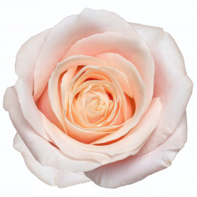 Роза Светло-Розовая (50 см.)