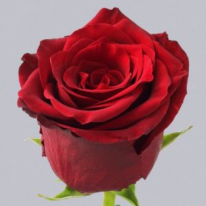Роза Красная (100 см.) 