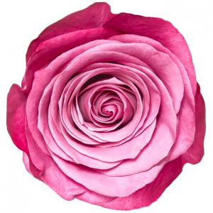 Роза Фиолетовая (70 см.)