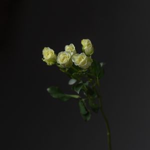 Роза Кустовая Белая