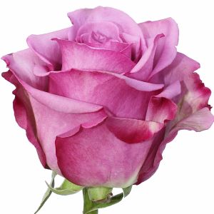 Роза Фиолетовая (50 см.)