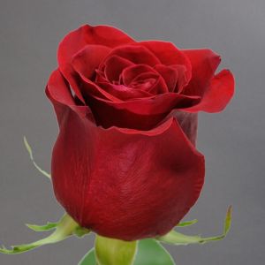 Роза Эксплоер 60 см