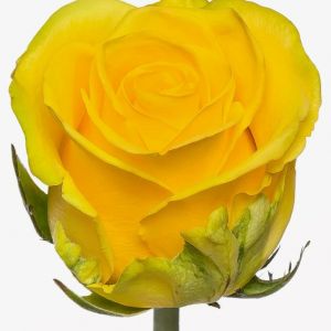 Роза желтая 70см