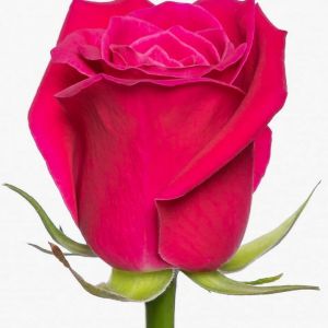 Роза малиновая 70см