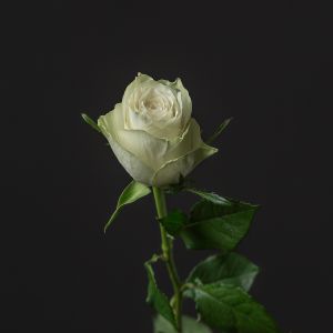 Белая роза Кения 40 см