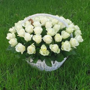 51 белой розы в корзине с зеленью