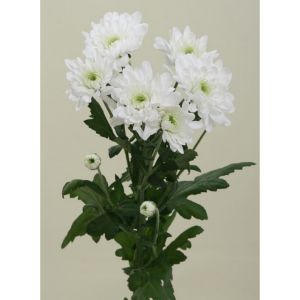 Белая кустовая хризантема