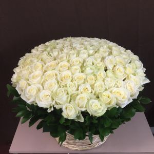 101 белой розы в корзине с зеленью