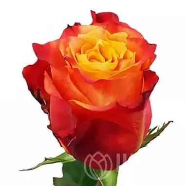Роза Оранжевая (60 см.) №1