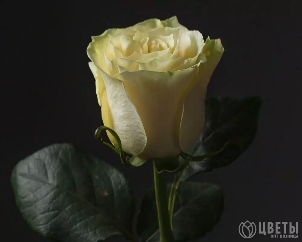 Роза Белая (70 см.) №1