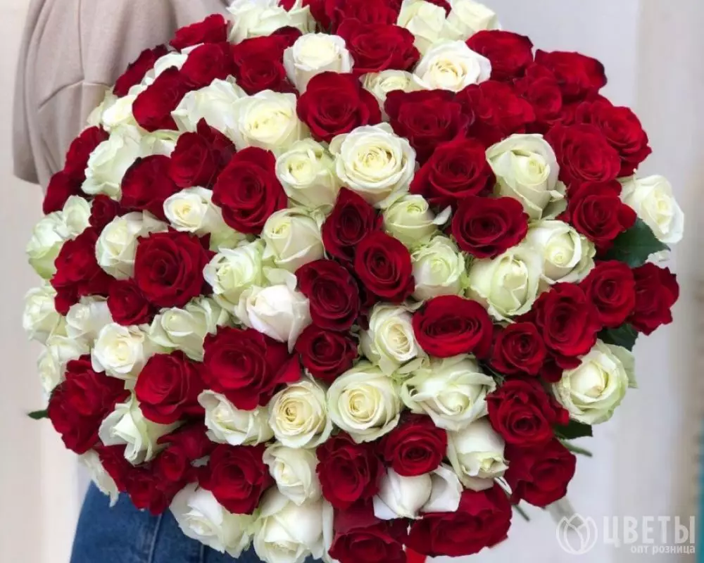 101 красно-белых роз Эквадор 60 см №1