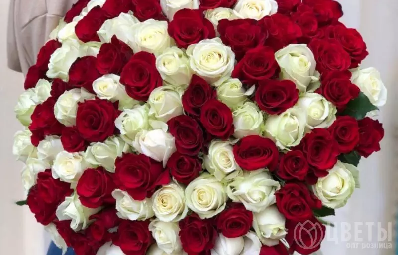 101 красно-белых роз Эквадор 60 см №1