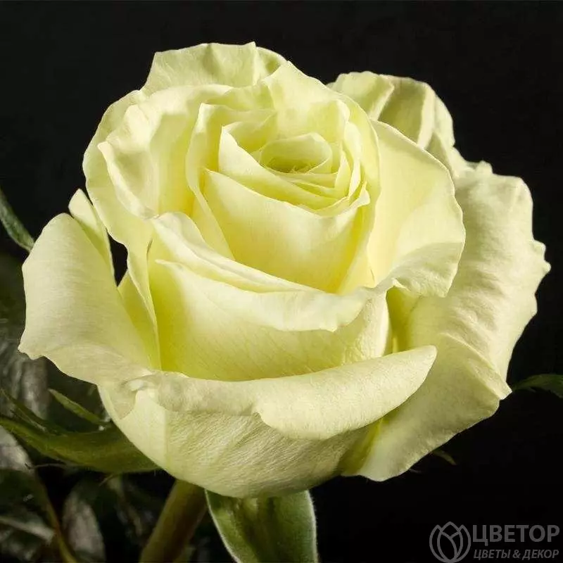 Роза Мондиаль 60 см №1