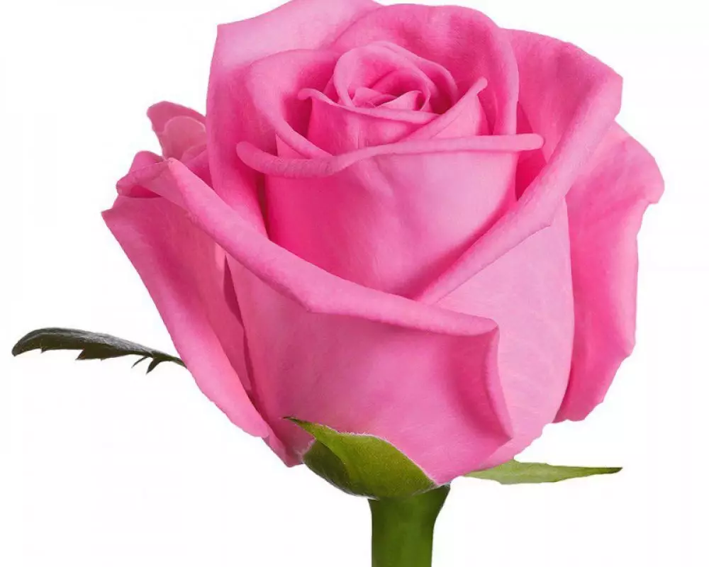Розовая роза Кения 35-40 см №1