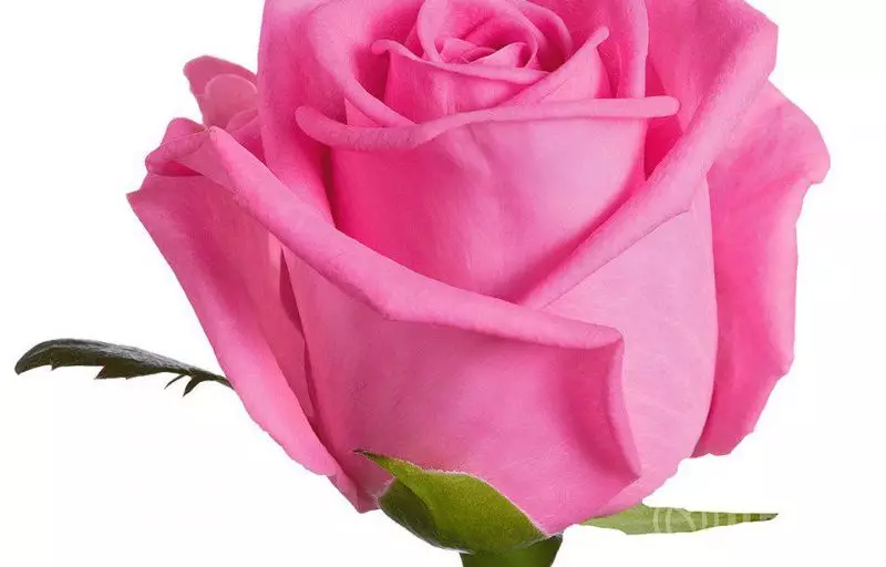 Розовая роза Кения 40 см №1