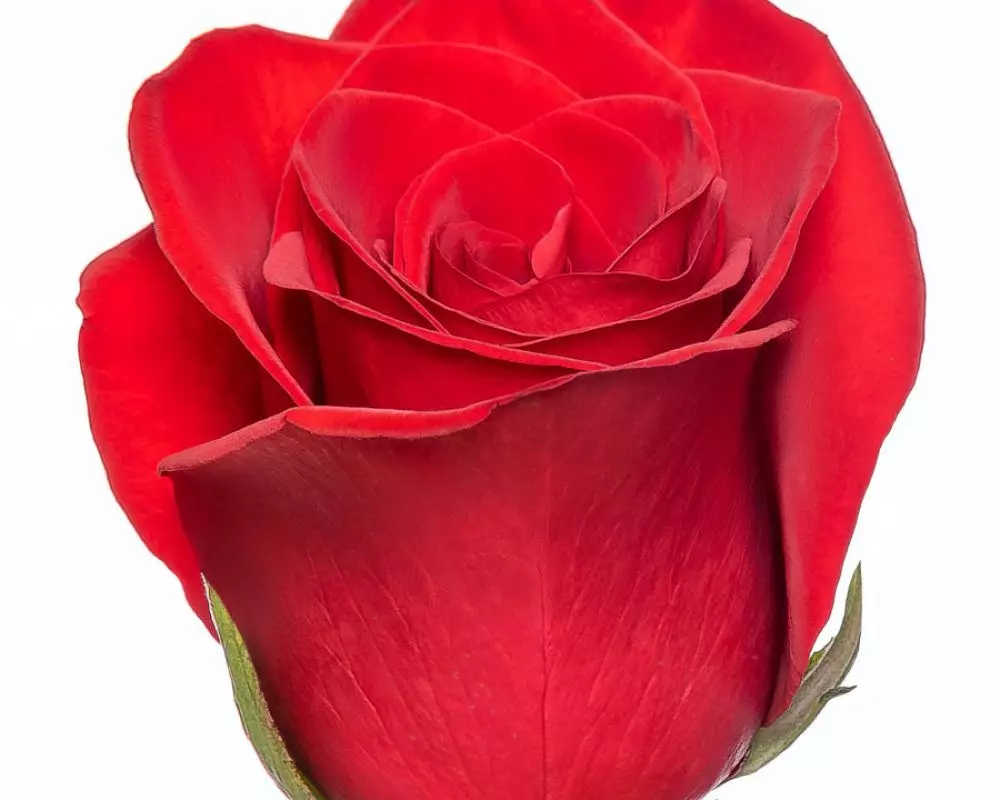 Роза Красная (70 см.) №1