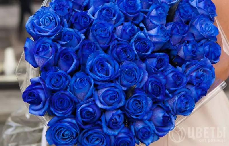 51 синей розы №1