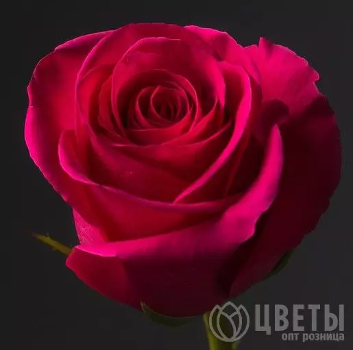Роза Малиновая Кения 35-40 см №1