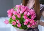 25 розовых тюльпанов в упаковке small №2