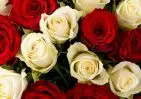 25 красных и белых роз Кения Премиум 40 см в упаковке small №3