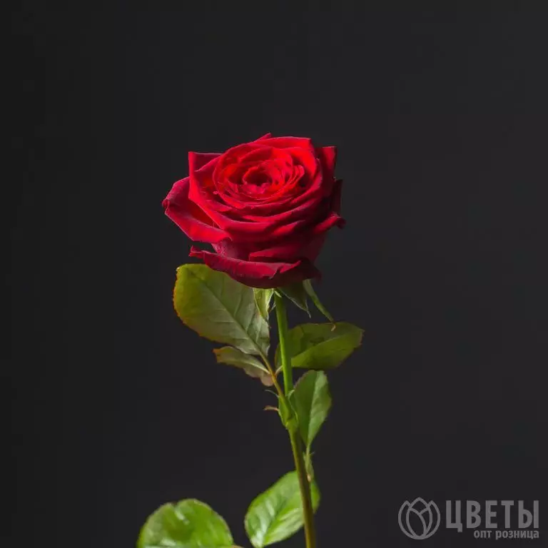 Красная роза Кения 40 см №1