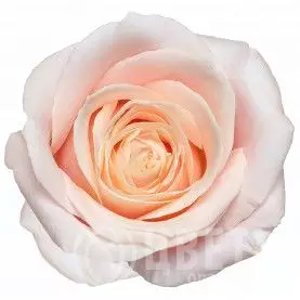 Роза Светло-Розовая (50 см.) №1