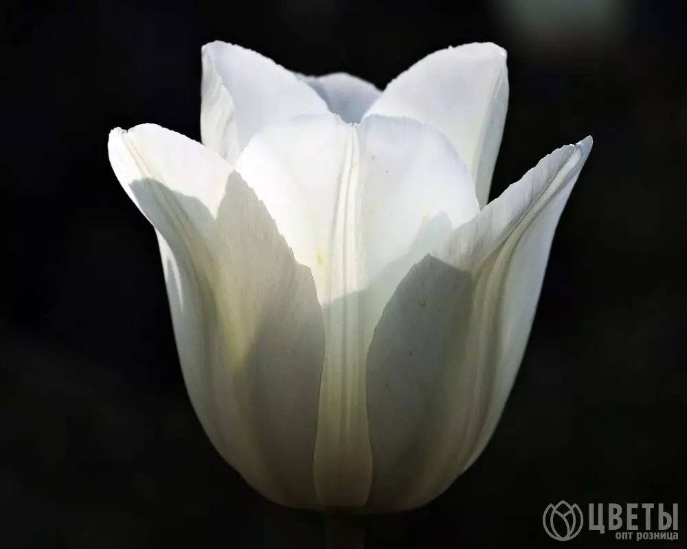 Белый тюльпан №1