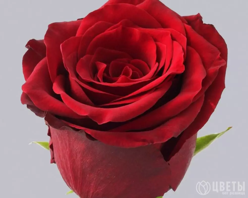 Роза Красная (100 см.)  №1