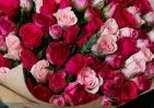101 красной и розовой розы Кения 35-40 см в упаковке small №2