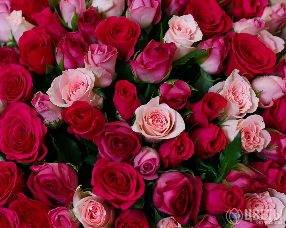 101 красной и розовой розы Кения 35-40 см в упаковке №3