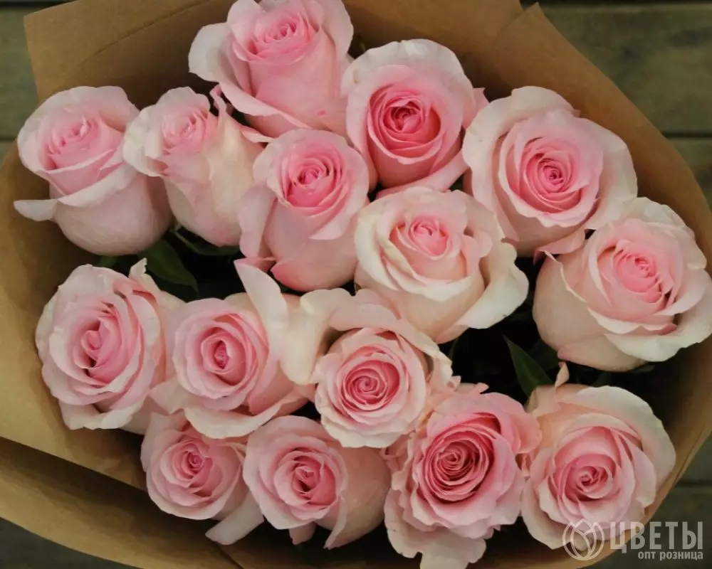 15 розовых роз Эквадор 60 см в упаковке №1