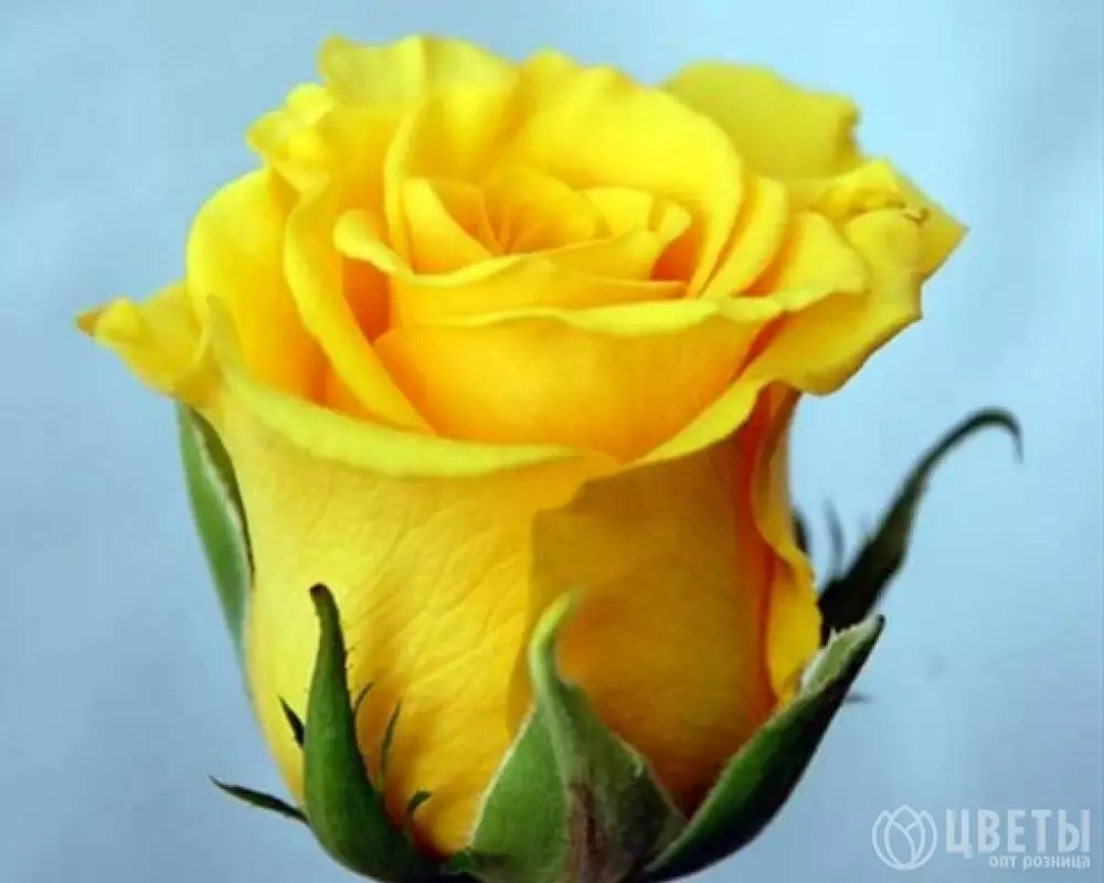 Желтая роза Кения 40 см №1