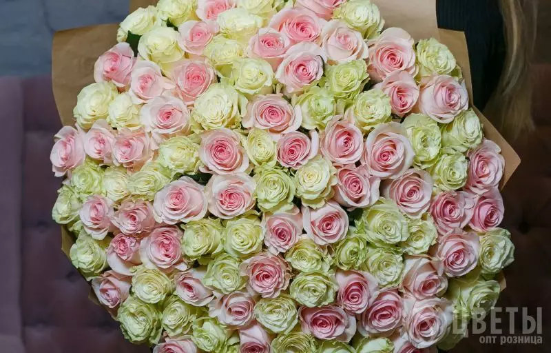 101 белой и розовой розы Эквадор 60 см в упаковке №1