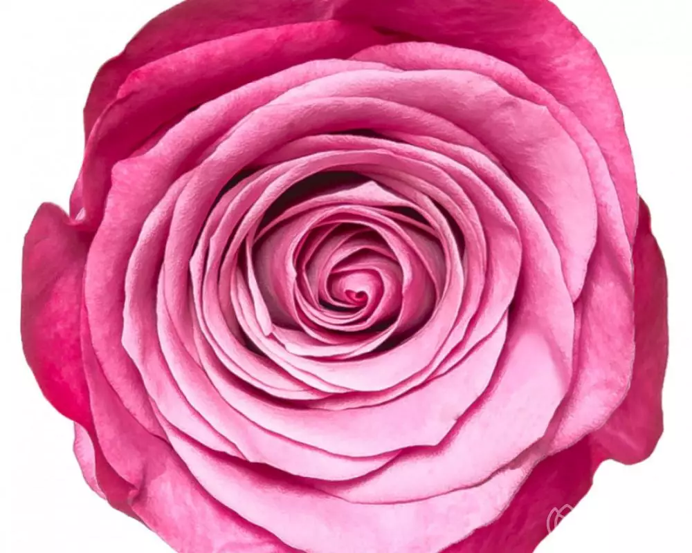 Роза Фиолетовая (70 см.) №1