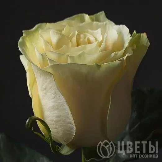 Роза Белая (60 см.) №1