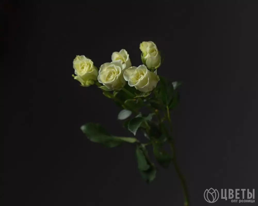 Роза Кустовая Белая №1