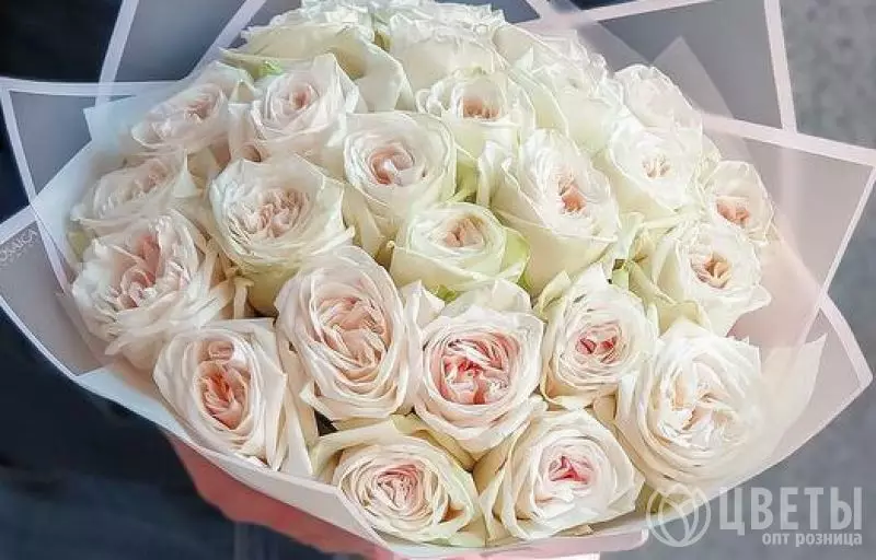 25 Пионовидных Роз White Ohara (60 см.) №1