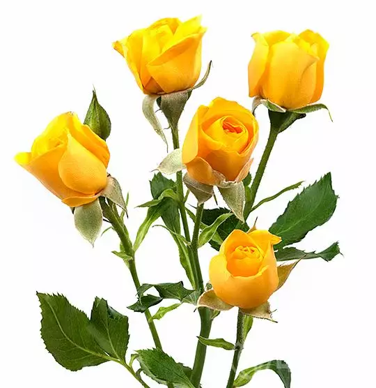 Роза Кустовая Желтая №1
