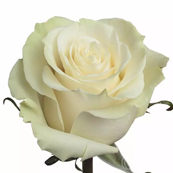 Роза Белая (100 см.)  №1